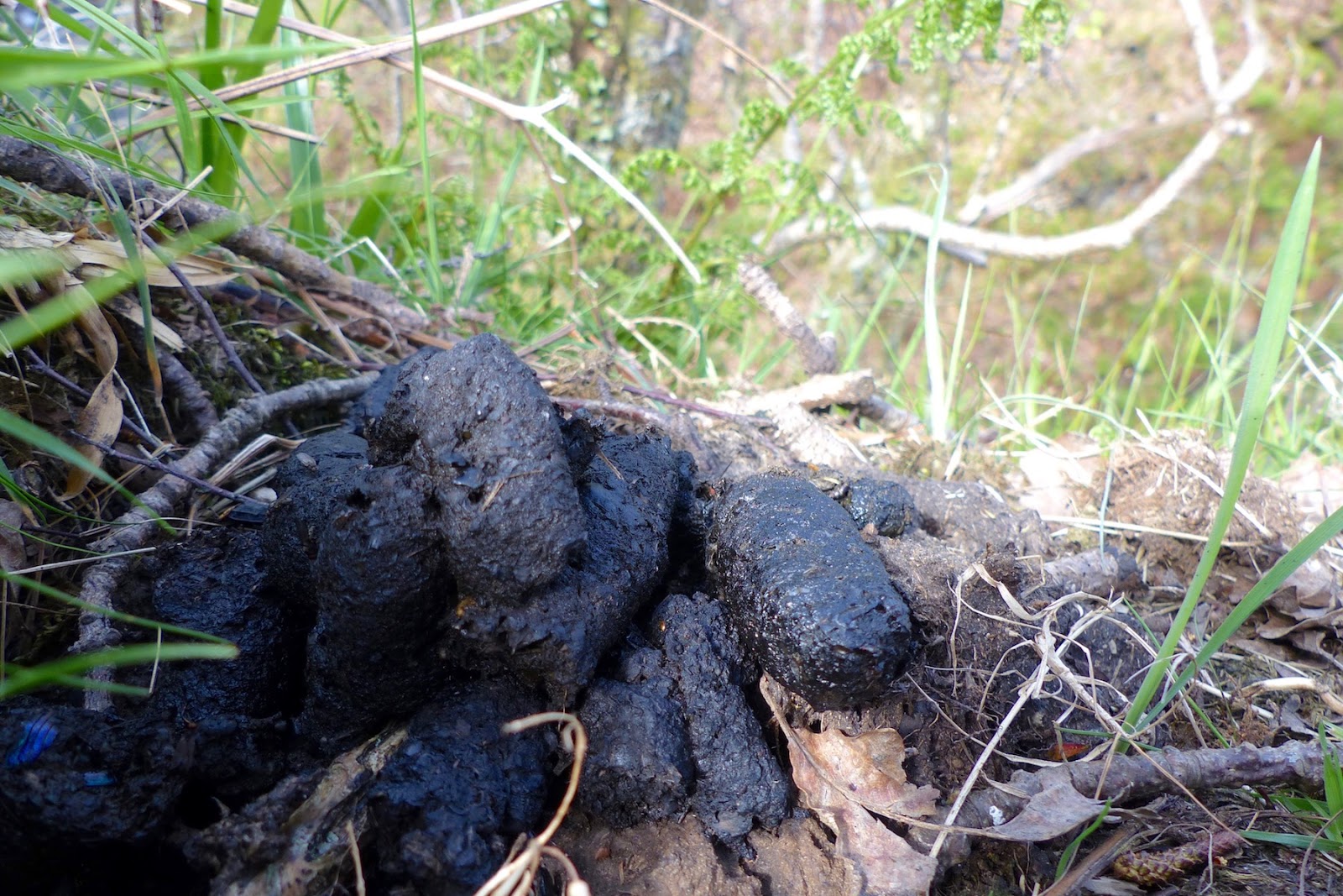 A Kilchoan Diary Badger Latrine