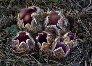 Sarcosphaera coronaria