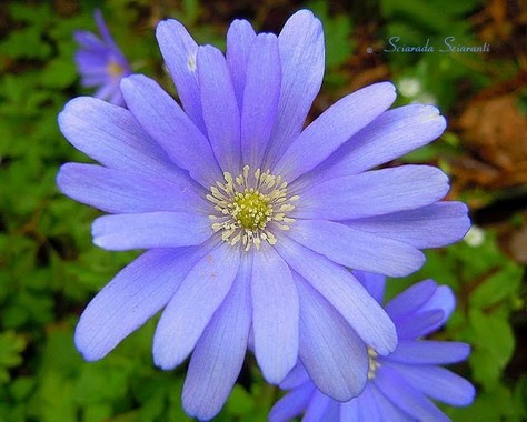 Fiori di campo