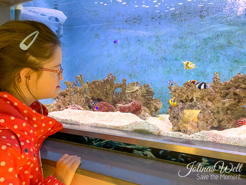 Jolinas Welt Lohnt sich der Besuch im Zee Aquarium in Bergen aan Zee in NordHolland?