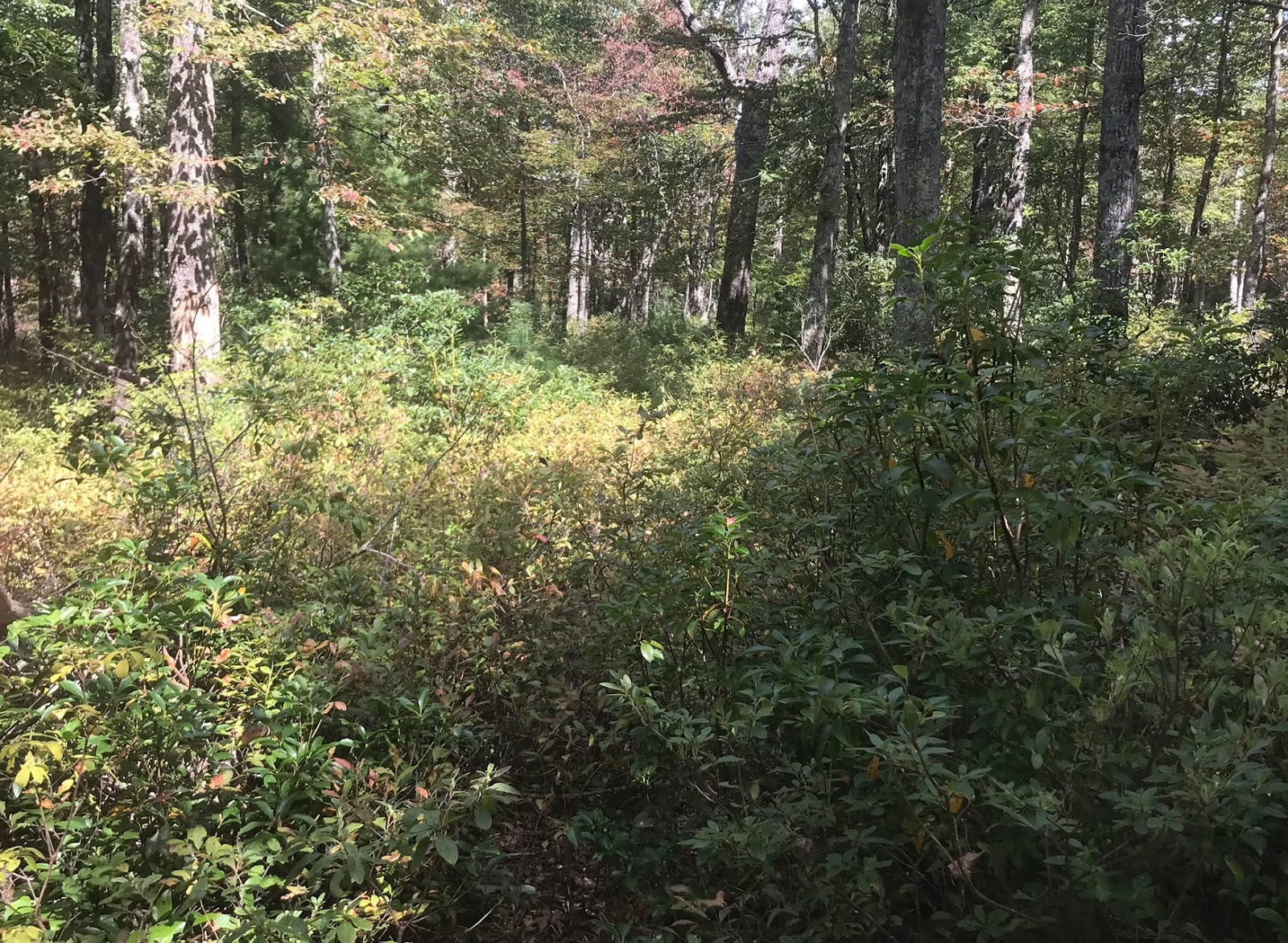Wandering Virginia South Piney Mountain Trail, Warm Springs District, GWNF