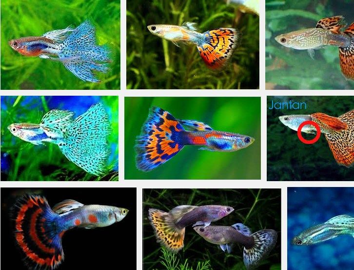 Jenis Jenis Ikan Hias Air Tawar Untuk Aquascape 29 Yang Terkenal