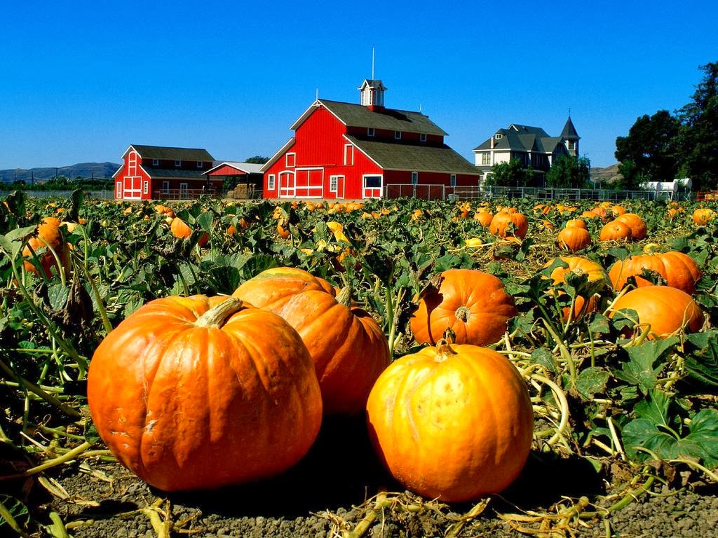 WHEN TO HARVEST PUMPKINS The Garden of Eaden