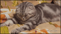 Amazing Cat GIF • OMG! Huge nap attack. Deadly sleepy cat. cat-exe crashed