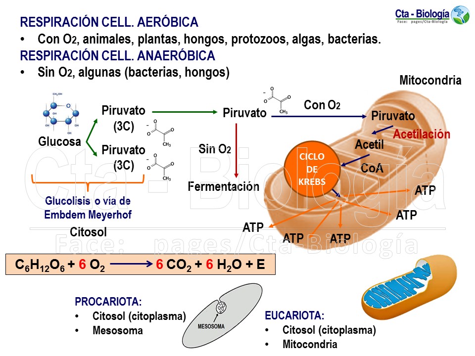 Tipos De Respiracion Celular