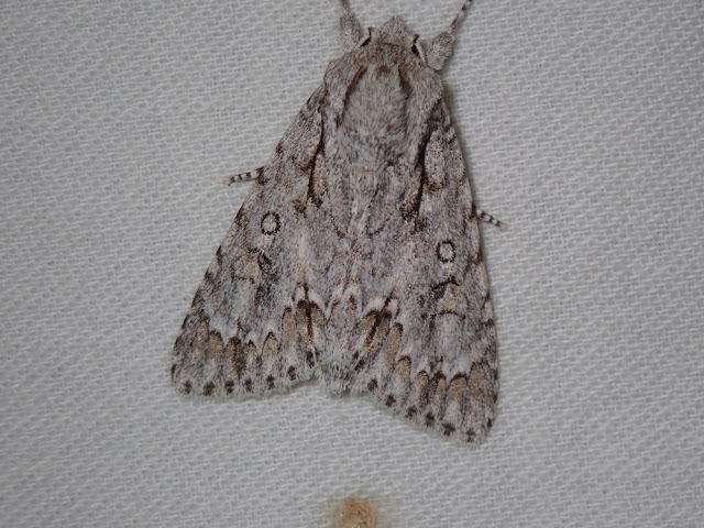Acronicta aceris Acronicta aceris