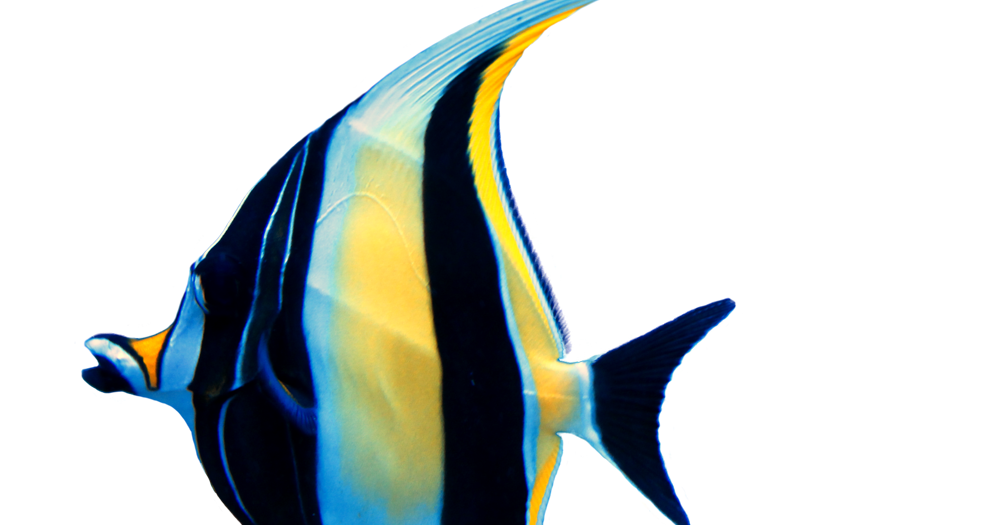 39 Gambar Ikan Png Koleksi Terkini