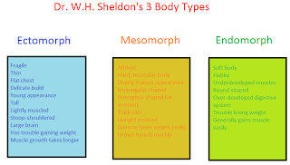 the 3 bodytypes ectomorph mesomorph and endomorph