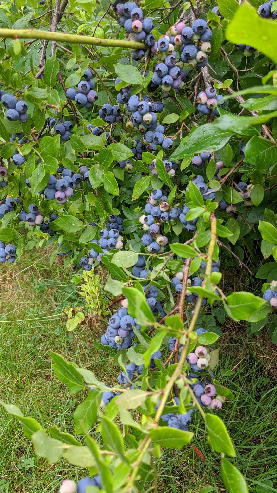Maine Photographer Minor Moments Photography Maine Blueberry Picking this Maine Photographers