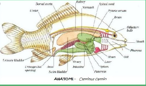 Anatomi Ikan Mas - IKAN DAN LAUT