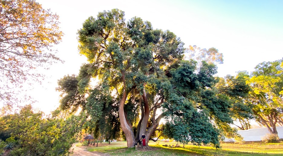 Idas Valley Red Flowering Gum, Champion Tree, Stellenbosch, Majestic Trees of Southern Africa