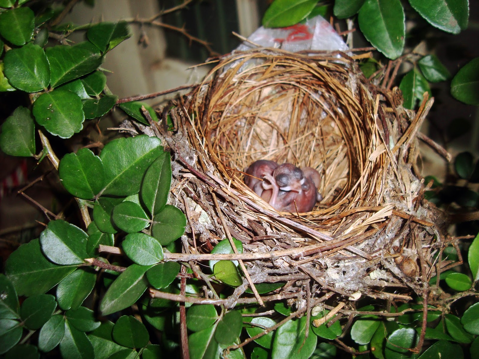 Living with Nature School on Blog by Dr. Abercio V. Rotor Bird nest by our window