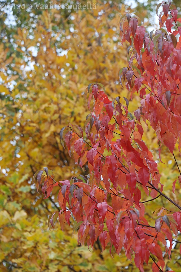 Parhaimpia ruskakasveja Vaahteramaella, Versoja Vaahteramaelta