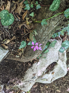[Primulaceae] Cyclamen purpurascens – Cyclamen (Ciclamino delle Alpi)