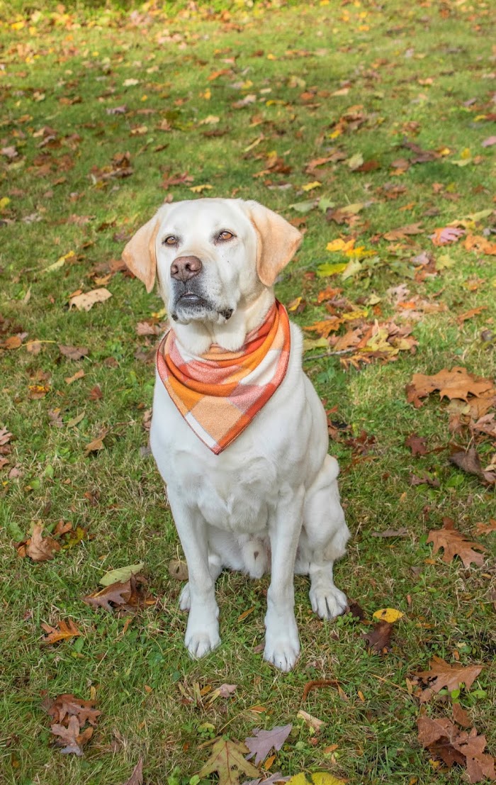 How To Train Your Labrador Retriever To Hunt?