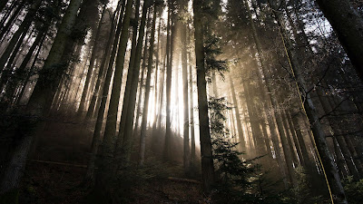 Wallpaper Dawn, Sunlight, Nature, Forest, Trees Wallpaper Dawn, Sunlight, Nature, Forest, Trees