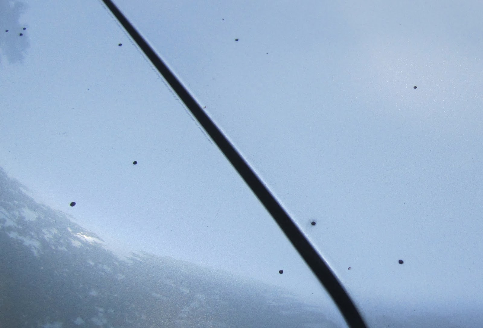 Princeton Nature Notes: Artillery Fungus