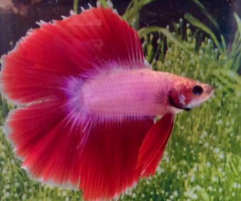 Percetakan Aquarium Pekanbaru Alamat Penjual Pakan Ikan Cupang Di Pekanbaru