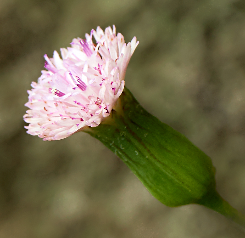 Practice: a small weed.