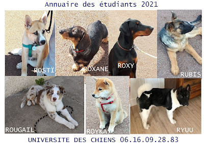 education chiots chiens agility annecy thones faverges albertville