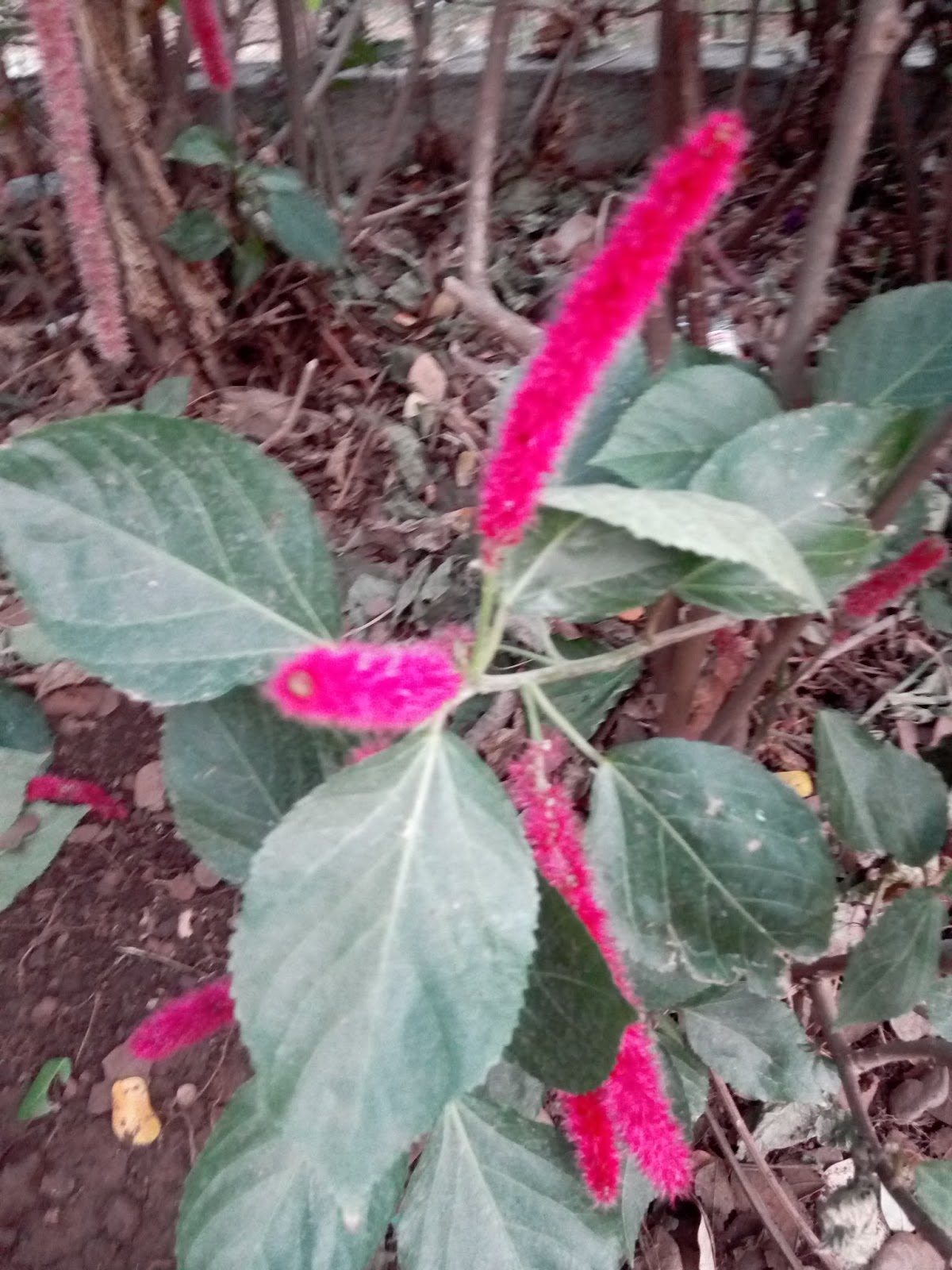 Garden Care Simplified Acalypha hispida Avoid Growing