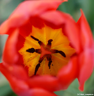 Lalea Tulpen Tulip Tulipe Tulipán Τουλίπα