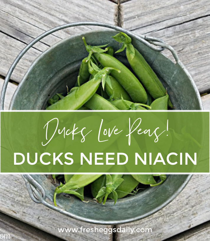 Can Ducks Eat Peas? Fresh Eggs Daily® with Lisa Steele