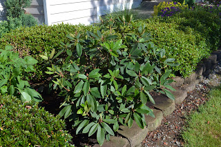 Home Garden + Design: Rhododendron Pruning: Now that was Easy!