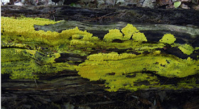 Yellow Fuligo septica plasmodium