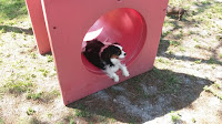 dog playground
