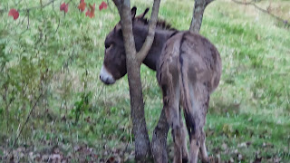 WATERFALL ROAD: JENNY ALPHA DONKEY