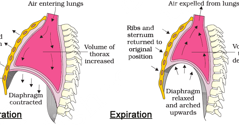 Welcome to the Living World: Breathing and Exchange of Gases - Notes
