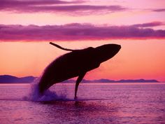 blue whale images