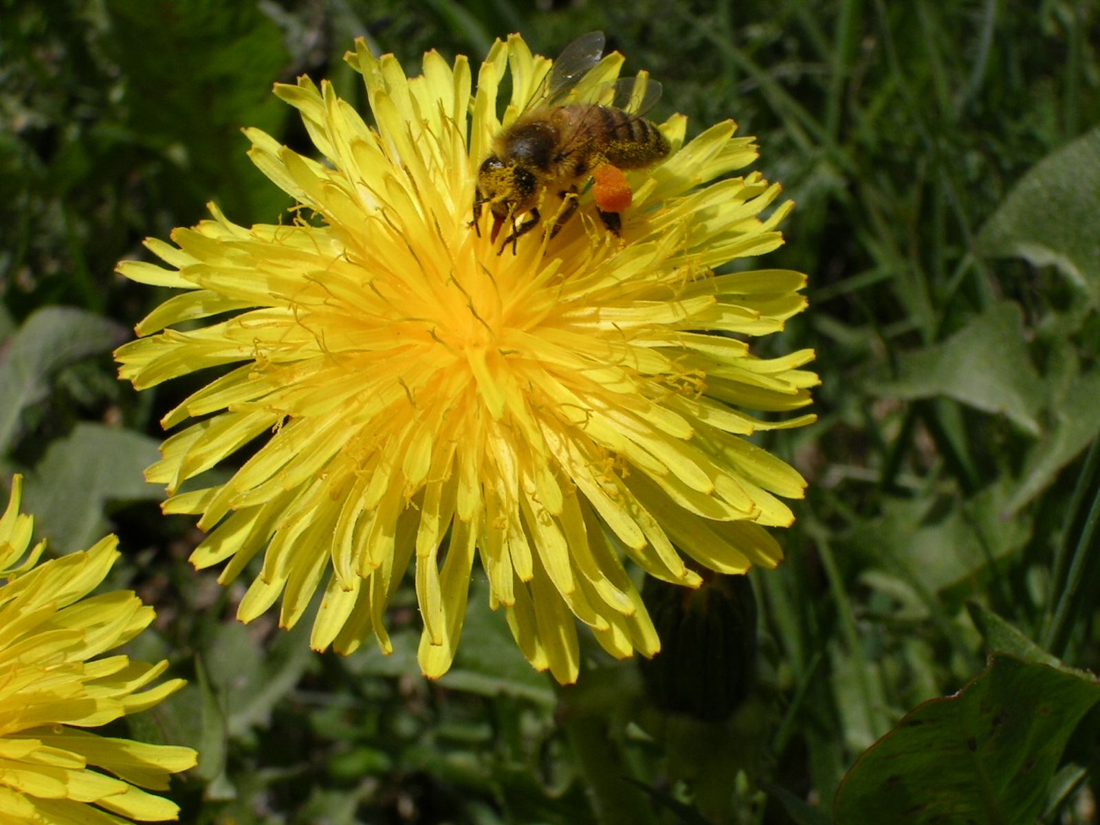 Dandelion Flowers World