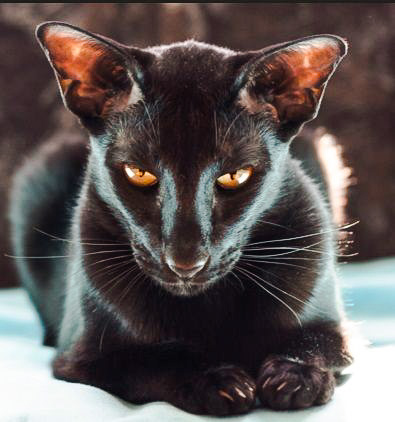 Pictures Of Black Leggy And Slender Oriental Shorthairs Pictures Of Black Leggy And Slender Oriental Shorthairs