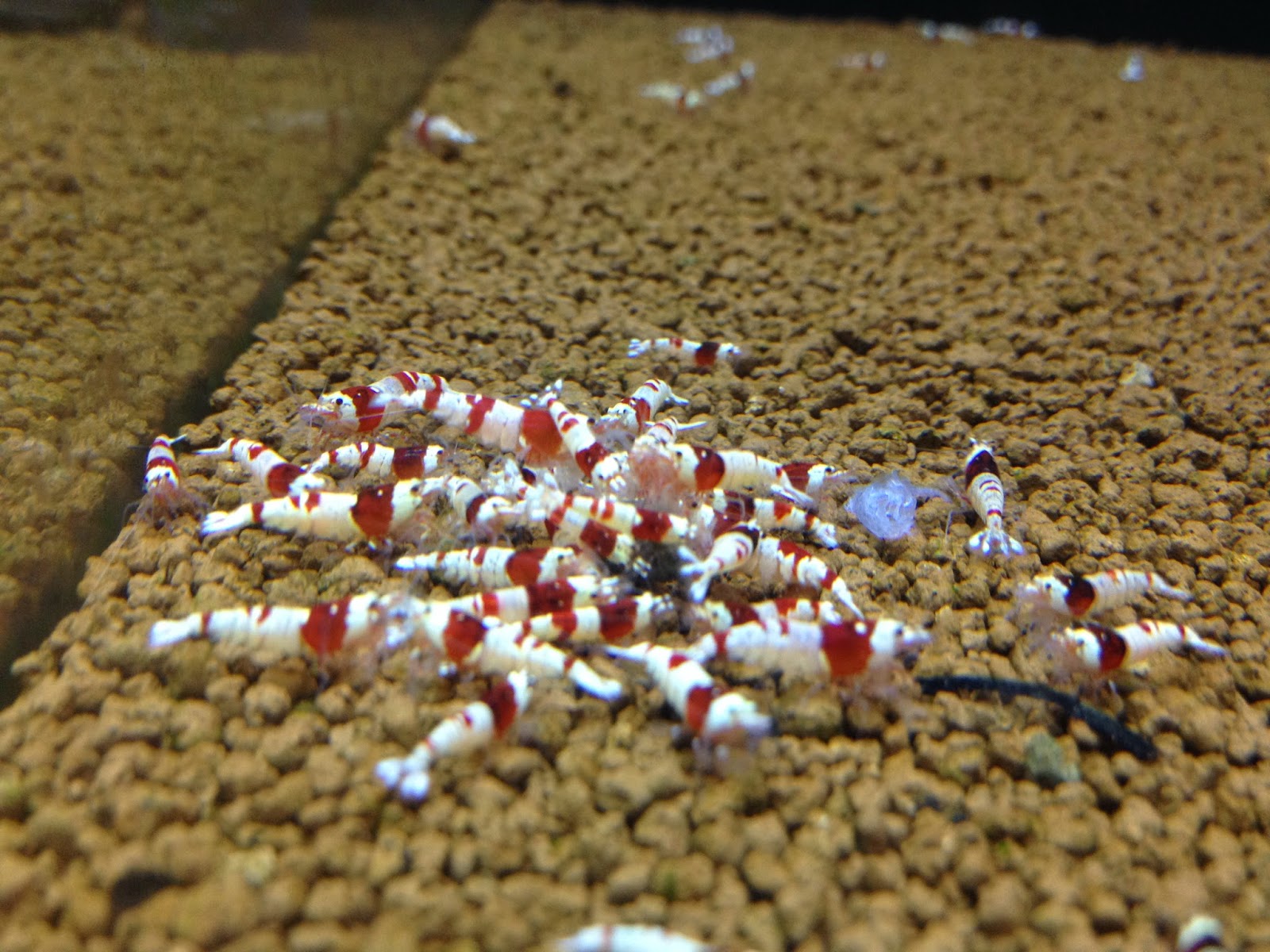fjols Det Cafe My Experience: Keeping and Breeding Crystal Red Shrimp | The Planted Tank  Forum