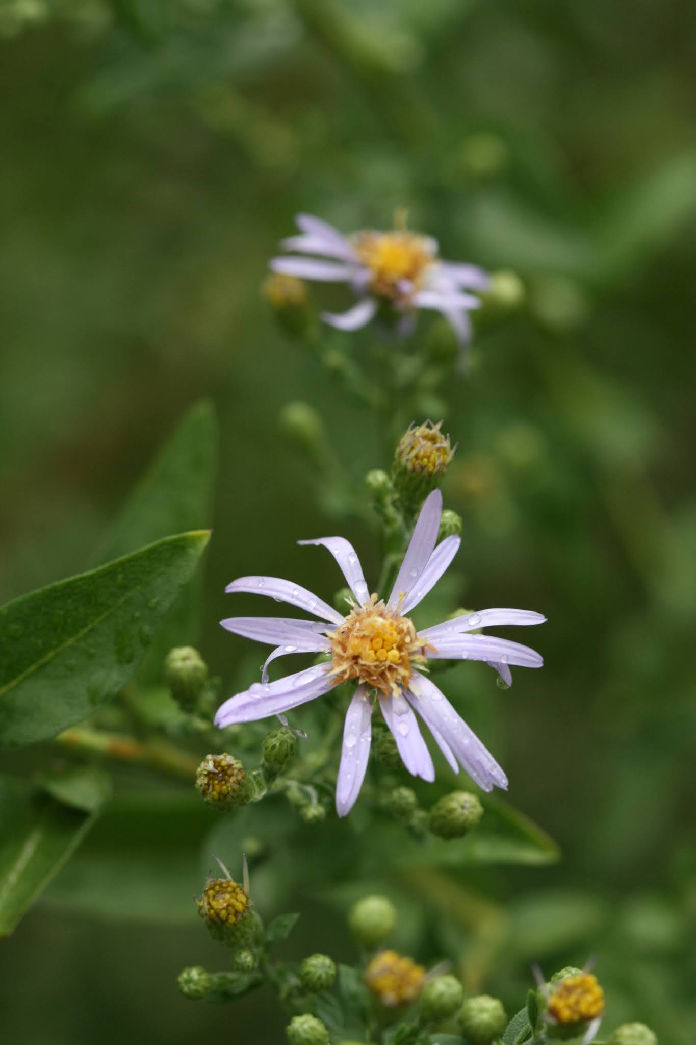 Native Florida Wildflowers Short's Aster Symphyotrichum shortii