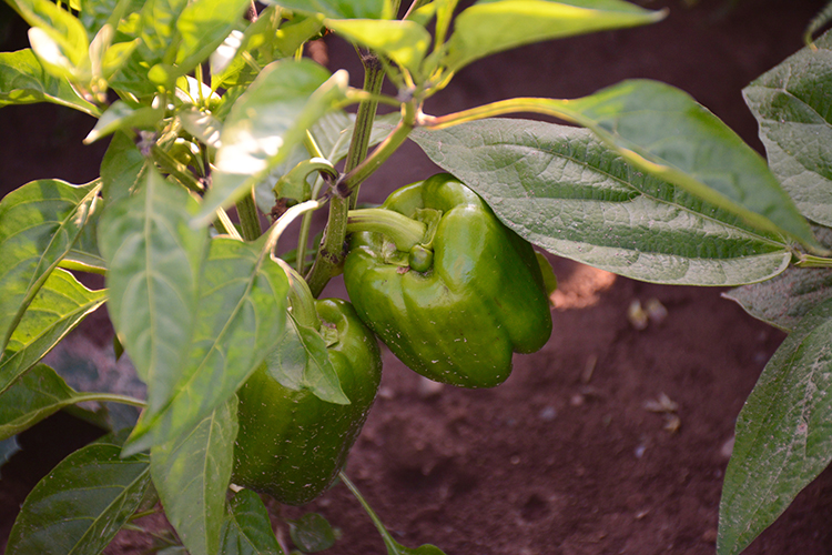 Gardening; Peppers | My Darling Days Gardening; Peppers | My Darling Days