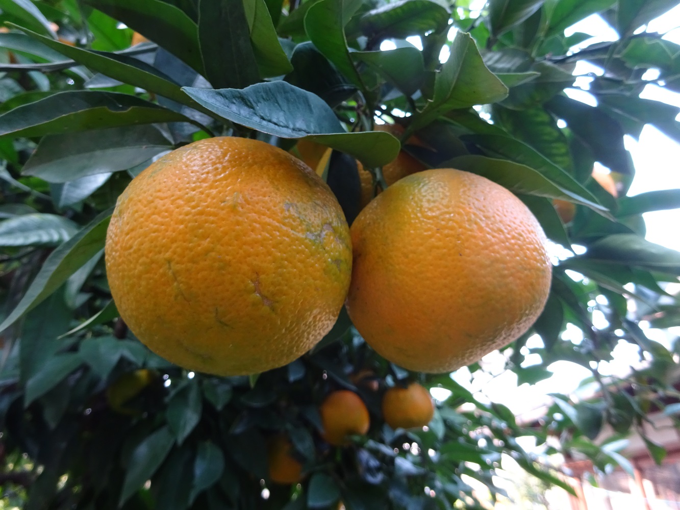 OGASTUDIO ダイダイポン酢作り