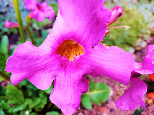 Incarvillea (Incarvillea delavayi Bureau & Franch.).