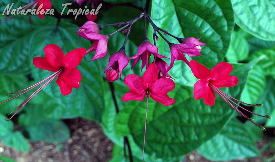 Híbrido entre dos especies de trepadoras del Género Clerodendrum. Clerodendrum thomsoniae x Clerodendrum splendens