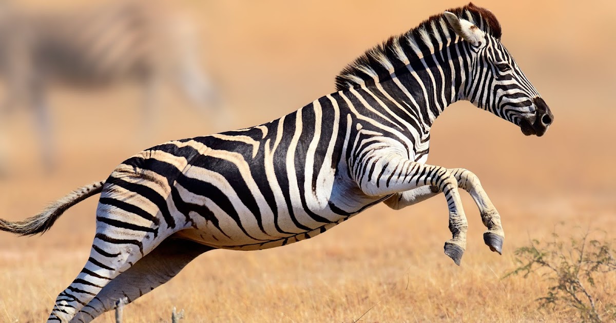 FOUR SHOOT AND KILL ZEBRA newsdzeZimbabweNewsdzeZimbabwe