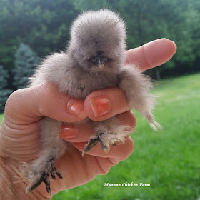 Silkie chick business