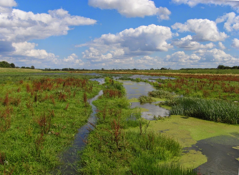 South-West Yorkshire (VC63) Botany Group: September 2014