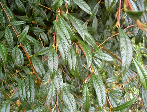 Cotoneaster salicifolius