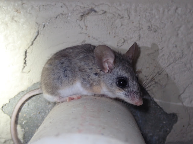 Peromyscus eremicus Peromyscus eremicus