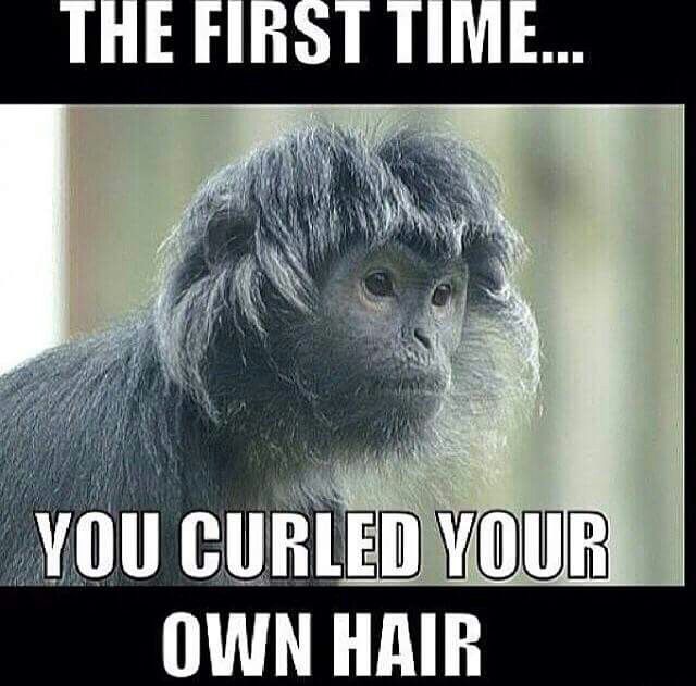 Funny Monkey Pic. Monkey with curled bangs