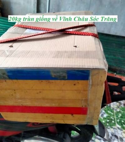 Trùn quế Vĩnh Châu, Sóc Trăng