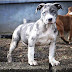  Qualities should I look for when buying a Pitbull baby?