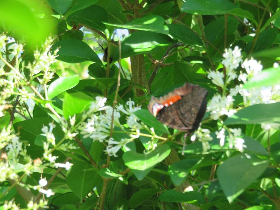 Bêtes à plumes, à pwal, de tout bord, mère nature qui nous gâte... Diapositive9